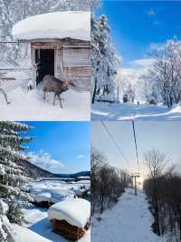 哈爾濱一亞布力一雪鄉童話世界的冰雪王國