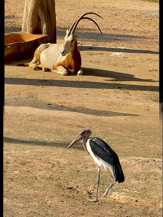 一次逛完！廣州長隆野生動物世界無敵攻略