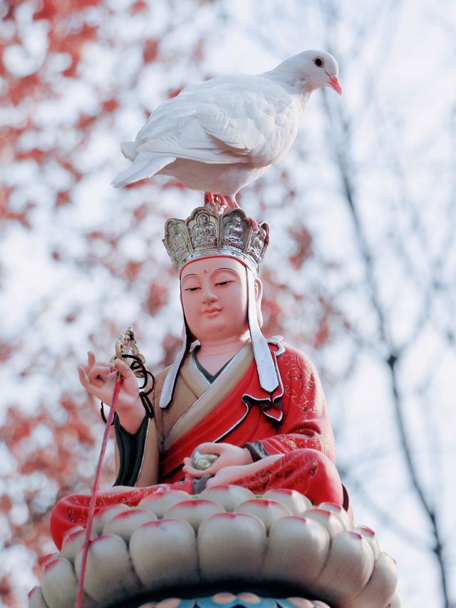 大興善寺的百年蠟梅，香滿人間