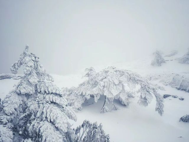 雲南|這兩天的驕子雪山，美的不像話！