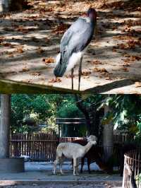 性價比超級高的地方|上海動物園