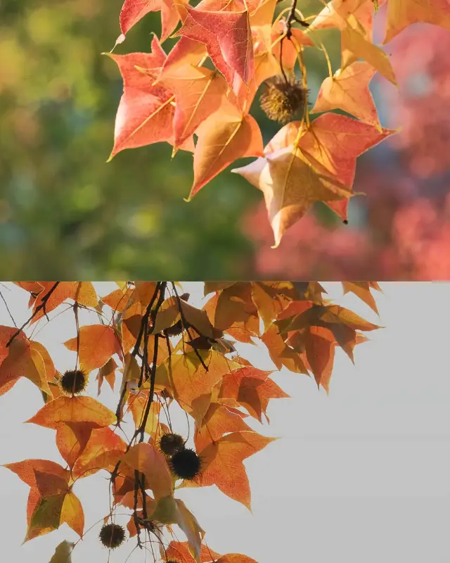 천평산｜점차 짙어지는 가을