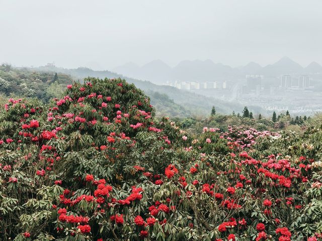 畢節百里杜鵑，又被稱為“世界上最大的天然花園”，享有“地球彩帶、世界花園”之美譽，每年花期（3-5月，其中3月底到4月初是最佳觀賞時間）各種杜鵑花競相怒放，漫山遍野，五彩繽紛，看上去就像一片天然的杜鵑花海