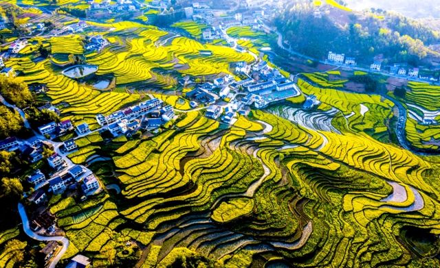 徜徉月河川道，賞清代鳳堰古梯田油菜花海