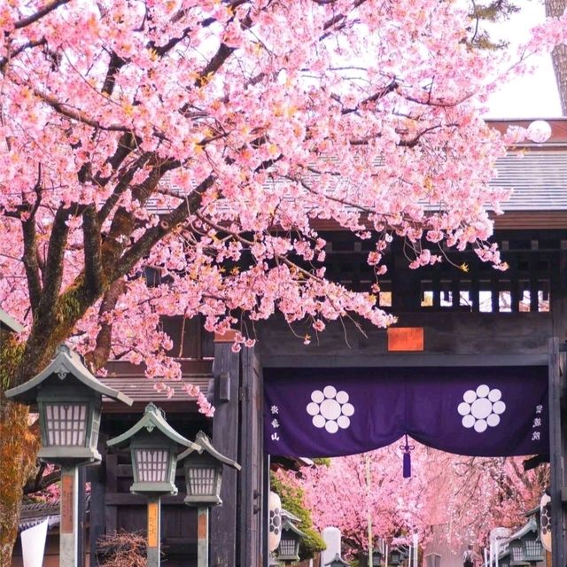 弘前  全日本三大赏樱名所之一