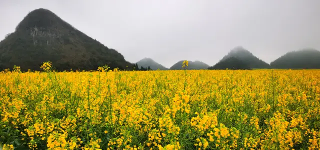 春の日差しが心を動かし、雲南省の罗平があなたを待っています！