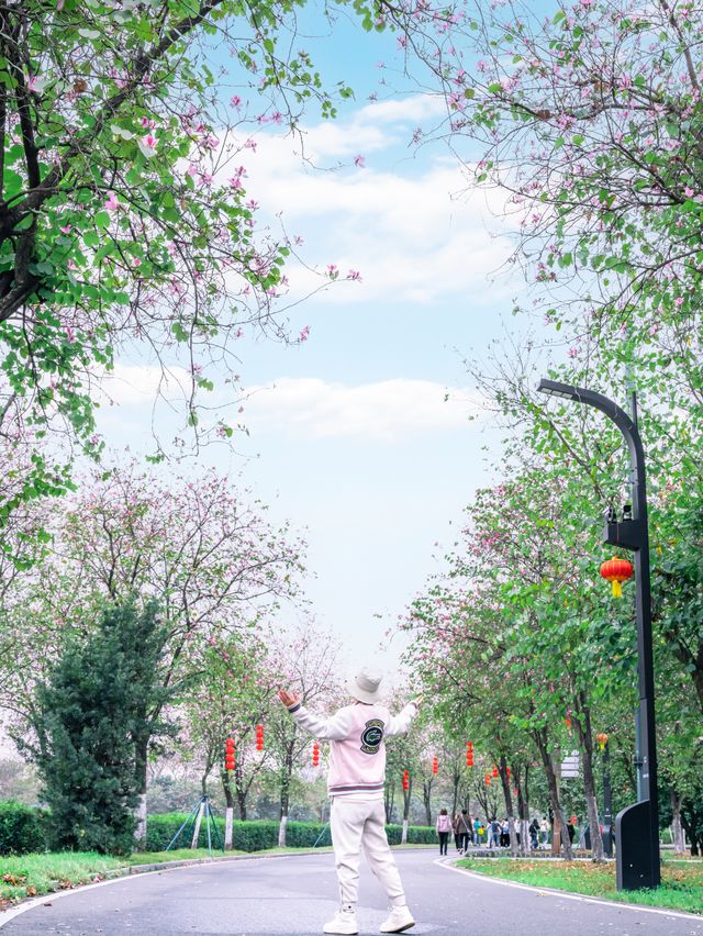廣州3公里長的宮粉紫荊花帶開了