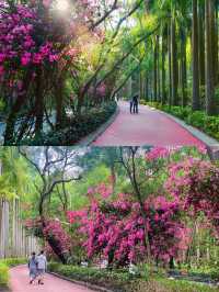 深圳拍照打卡地之最美花街｜華僑城香山中街