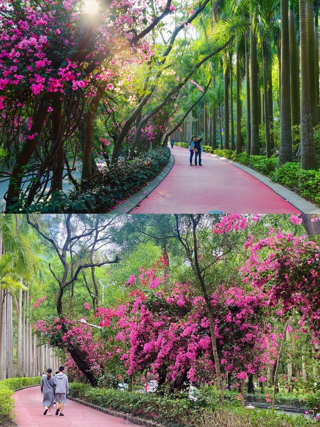 深圳拍照打卡地之最美花街｜華僑城香山中街