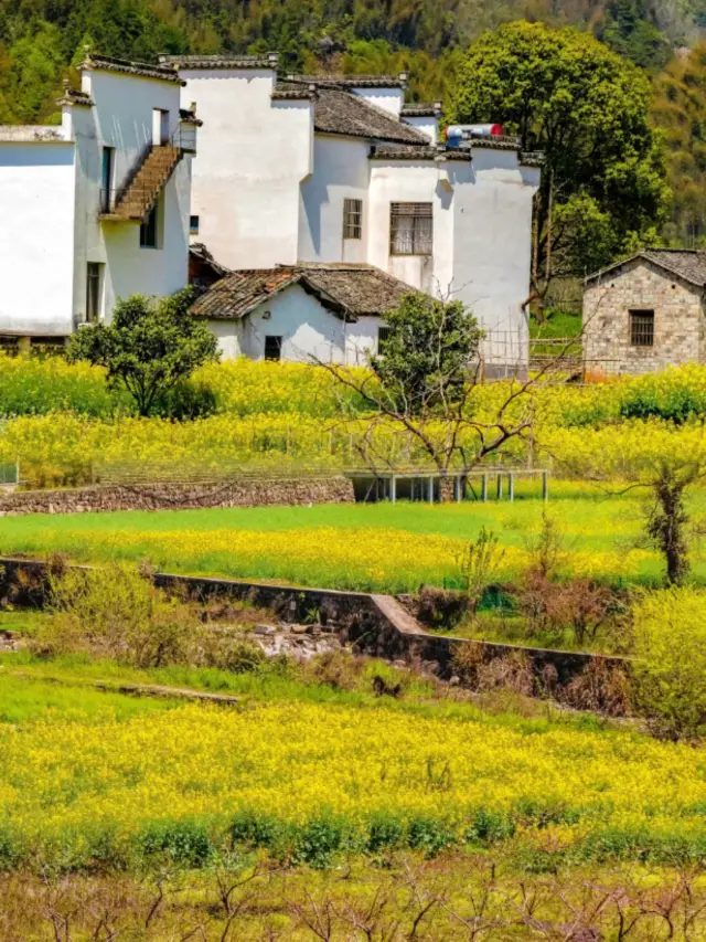 I regret not discovering the beautiful sea of flowers in this niche ancient village earlier!