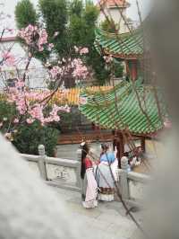 廣州你玩得可真花啊！古風+櫻花太絕了！