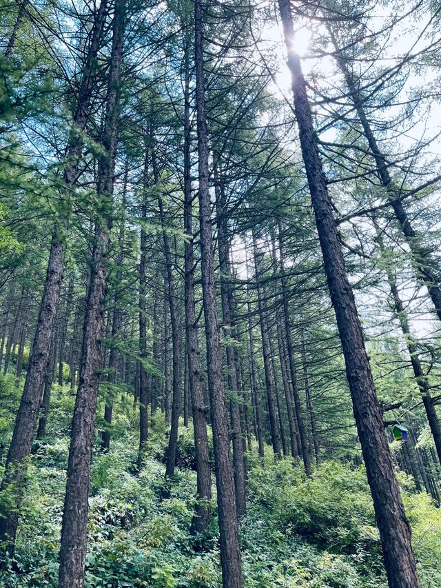 翠雲山度假區丨遊玩打卡景點攻略