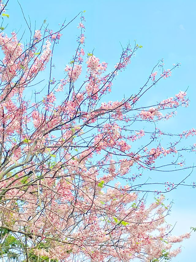 海口秘境賞花攻略！春日的櫻花