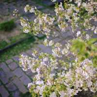 Cherry blossom view points in Shanghai 