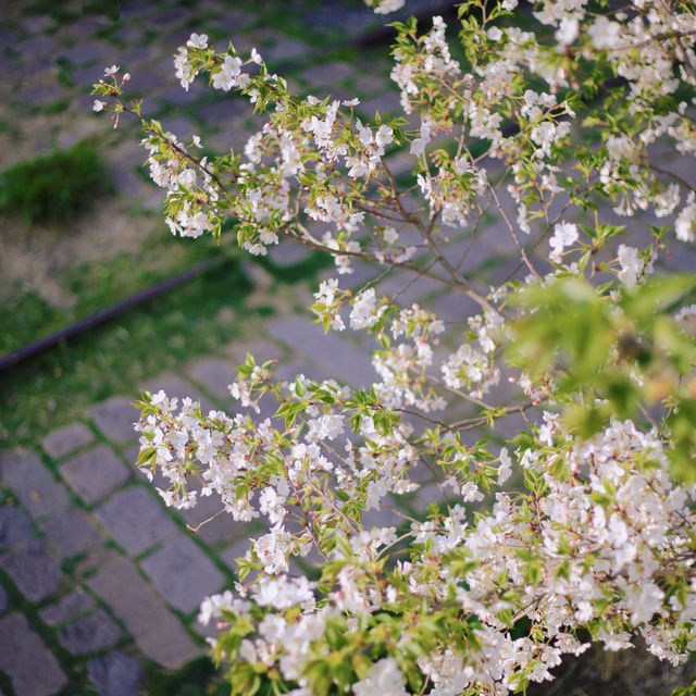Cherry blossom view points in Shanghai 