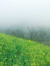 浙江最美的田園，在雨中綻放的油菜花