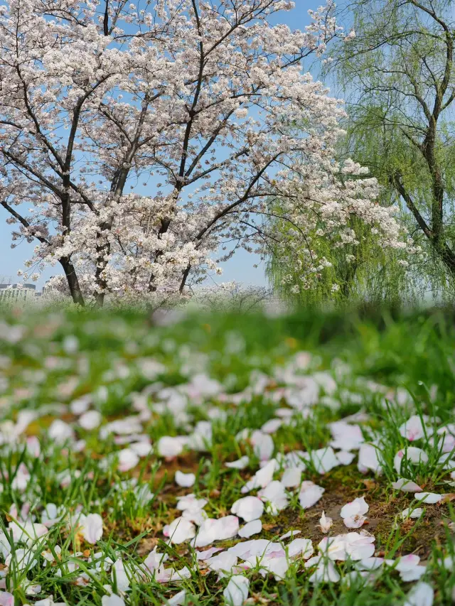 顧村公園！！ピンク色の桜とピンク色の観覧車