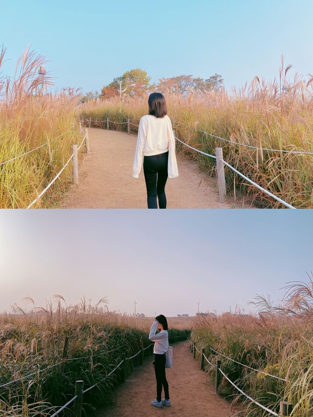 日出與麥芒 | 首爾天空公園的極限浪漫