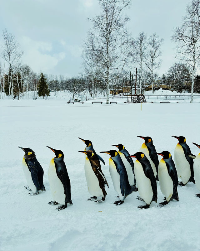 北海道親子聖地旭山動物園（企鵝漫步）