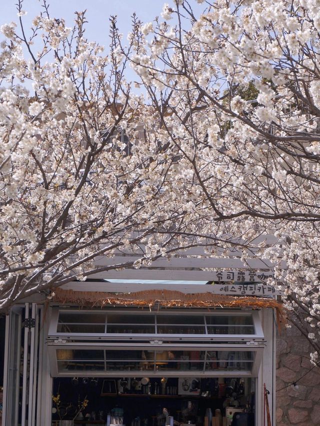 清明節來青島賞花去哪裡不能錯過的幾個打卡地