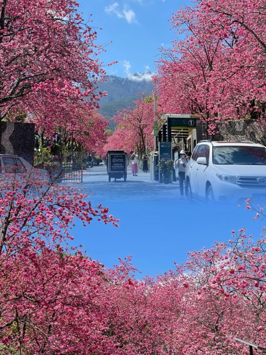 2026 Recommended Cherry blossom viewing in Cang'er Avenue (Updated