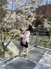 魔都賞花：蘇州河櫻花谷