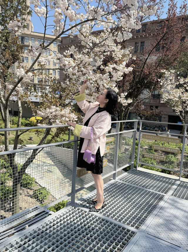 魔都賞花：蘇州河櫻花谷