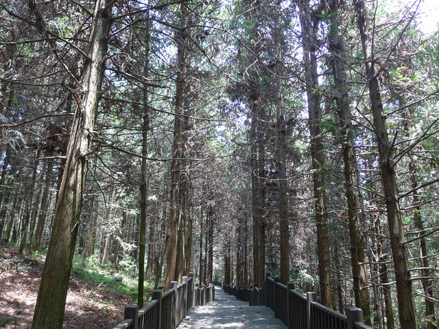 湖畔秘境——百花湖森林公園