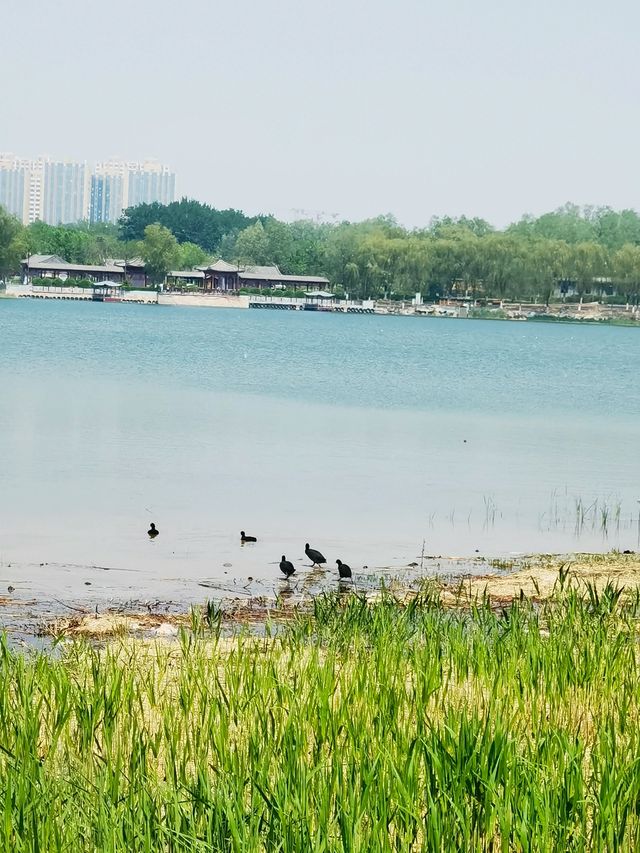 北京南海子公園｜皇家濕地的現代生態奇蹟