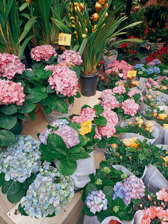 春日鮮花開滿街 | in旺角花墟