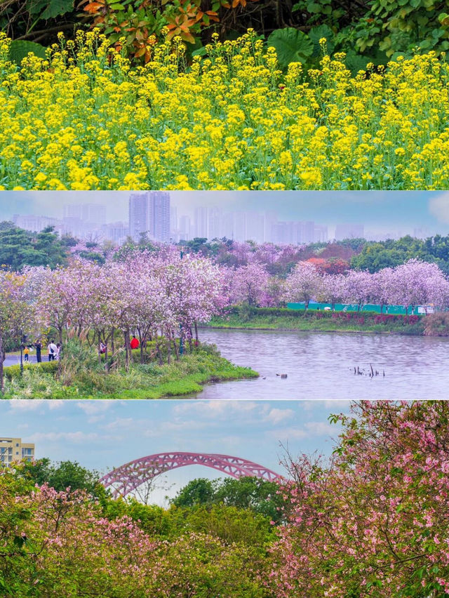 廣州海珠濕地公園：美景驚艷，難忘體驗