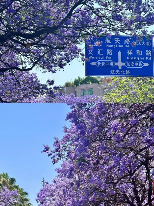 西昌的藍花楹一直承載著阿普的思戀|附攻略 西昌的藍花楹一直承載著阿普的思戀|附攻略