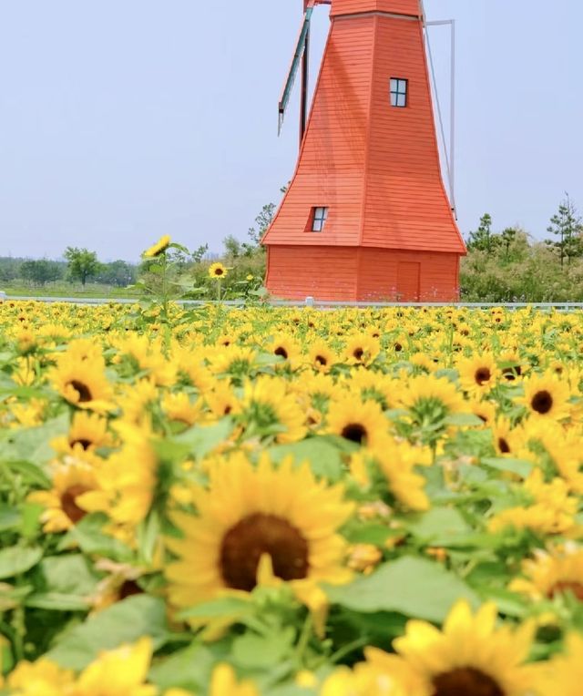 煙台賞花 告訴你煙台的春夏有多美