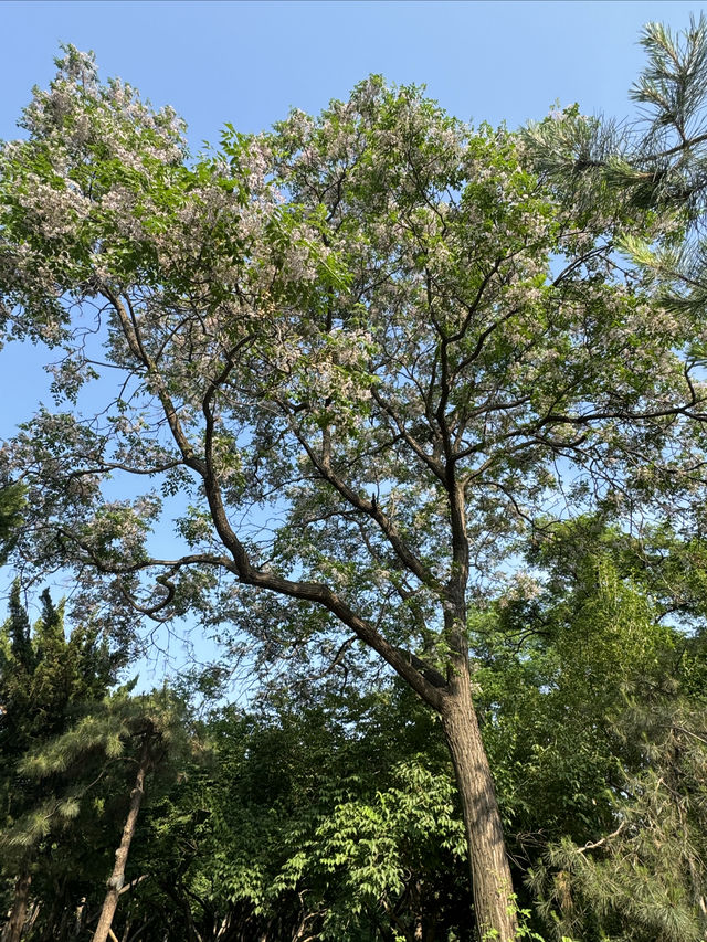 泉城公園識植物