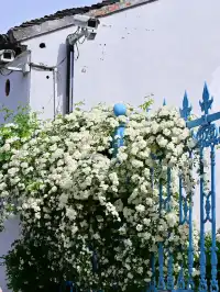 蘇州4月賞花｜四月平江路頂流，木香花開了
