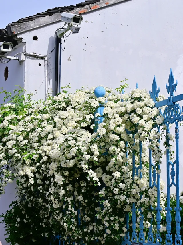 蘇州4月賞花｜四月平江路頂流，木香花開了