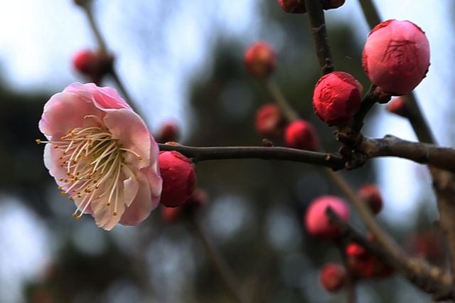 煙花二月下揚州