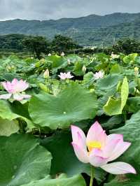 週末去哪兒22｜夏天就要看荷花！