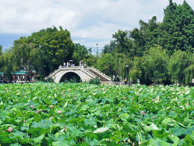 夏日荷塘盛景：賞一池荷花，享一份悠然心境