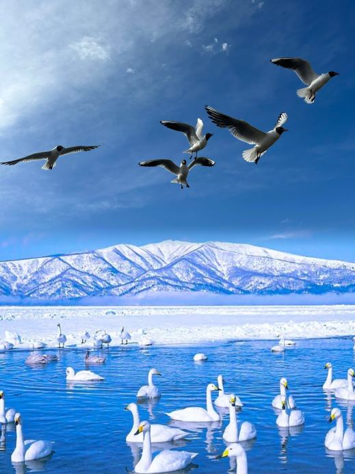 欄間(草原の白鳥) 2026年 バヤンブラク白鳥湖草原おすすめ| Trip Moments