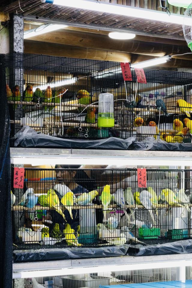 花語鳥鳴——溪岸花鳥市場