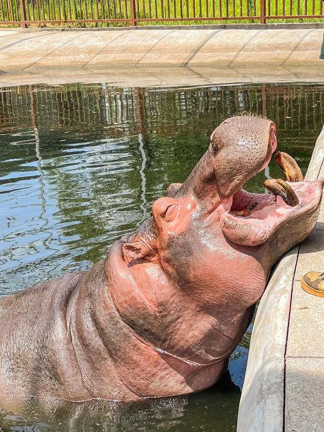 被常德動物園裡小動物治癒！來抄遊玩攻略啦||：湖南常德野生動物世界總佔地2500畝 園區裡面有世。