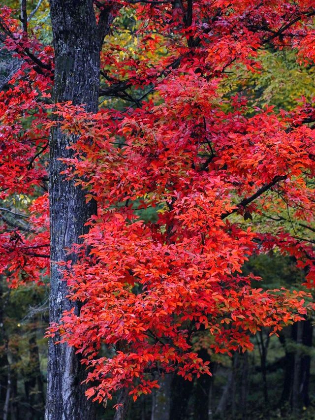 蛟河紅葉谷｜吉林唯一一片紅色的楓葉林！