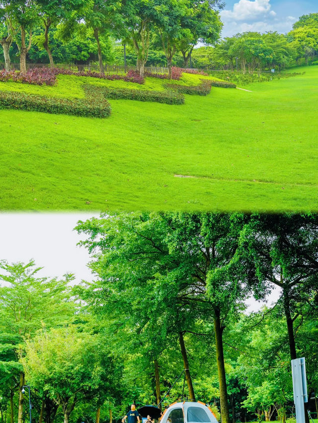 深圳可以野外奔跑嘅公園。