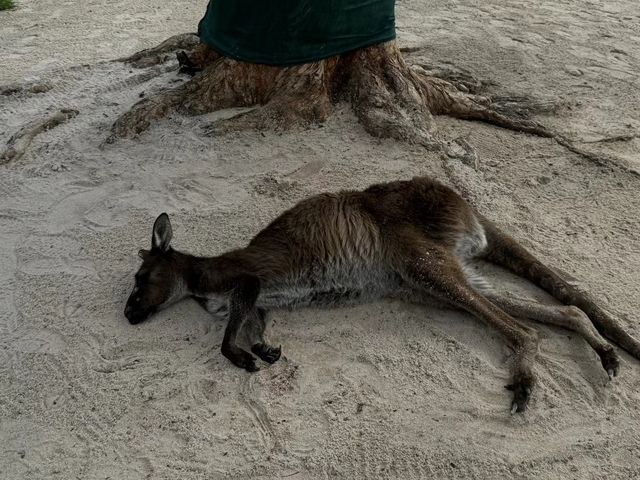 瑪璐考拉和動物公園旅遊攻略。