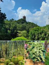 仙湖植物園｜深圳的綠寶石，拍照打卡新聖地。