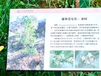 哀牢山谷‧無量景東！。