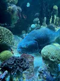 波士頓景點 | 新英格蘭水族館。