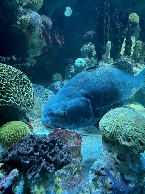 波士頓景點 | 新英格蘭水族館。
