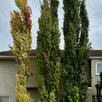 Autumn Beauty Lives in leaves